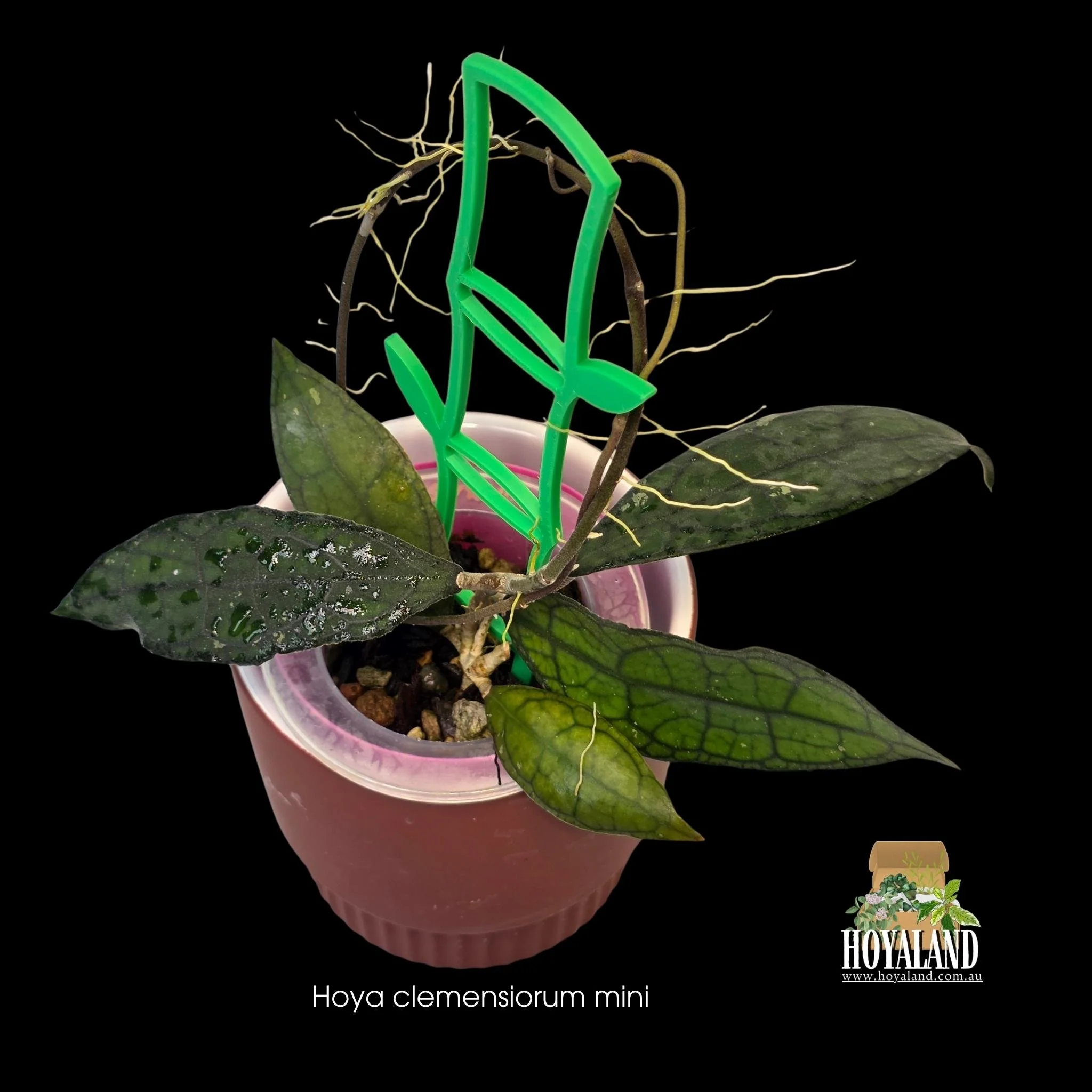 Buy Hoya sp Chiang Dao Silver | Rare Plant - HoyaLand | Hoyaland